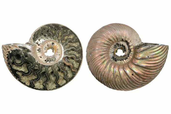 One Side Polished, Pyritized Fossil Ammonite - Russia #174990